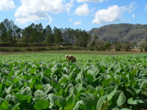 cigar-tobacco-field